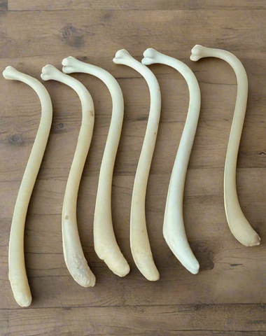 Raccoon Baculum