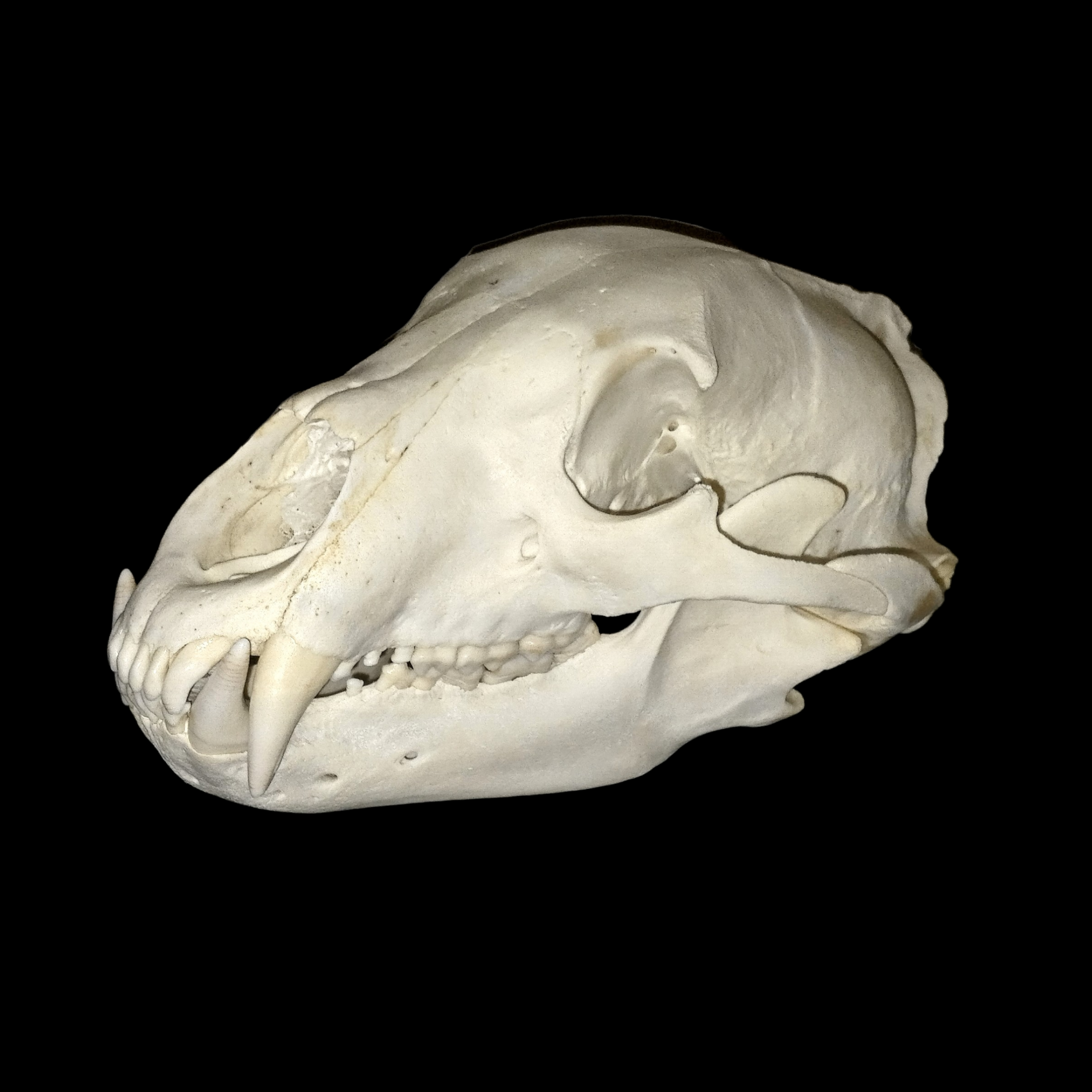 Black Bear Skull