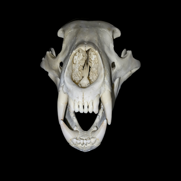 Black Bear Skull