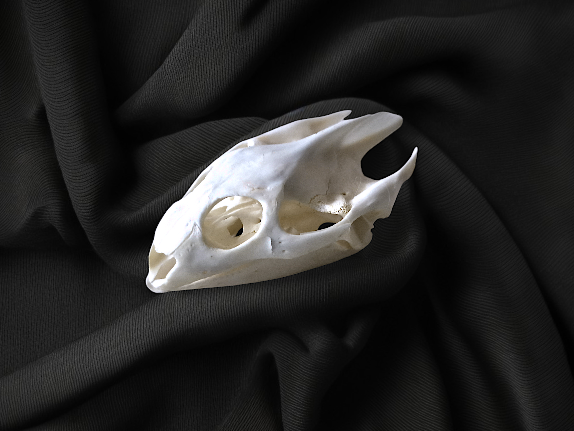 Turtle Skull