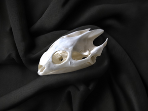 Turtle Skull