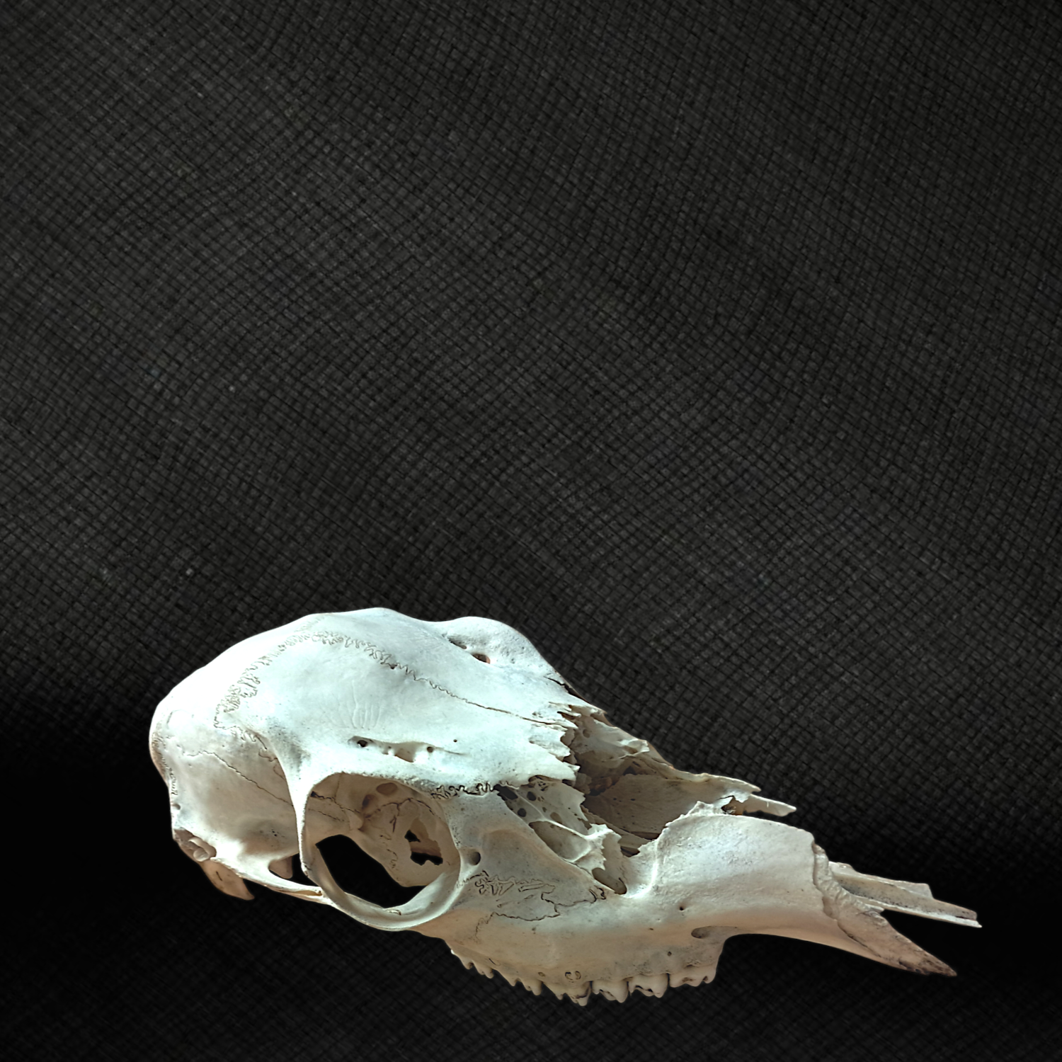 Whitetail Skull