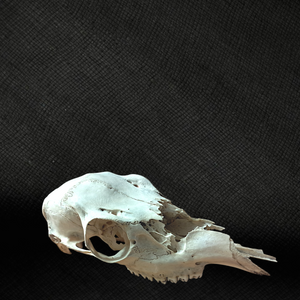 Whitetail Skull